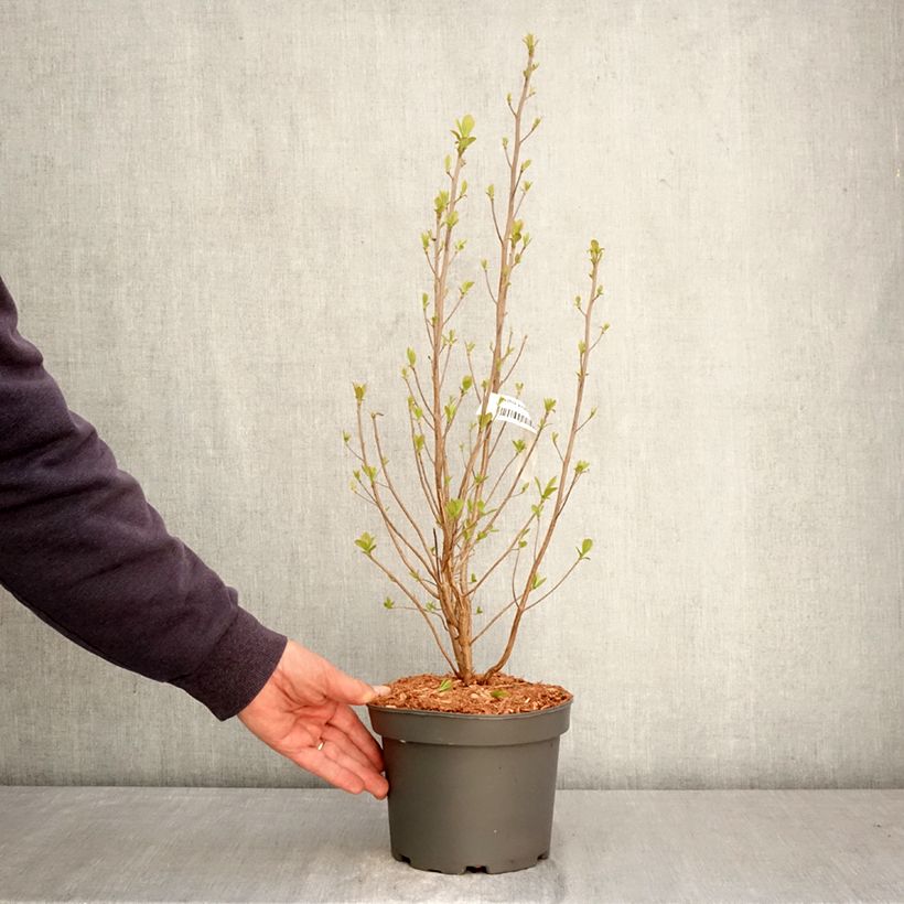 Clethra alnifolia Rosea Vaso da 3L/4L esemplare consegnato in primavera