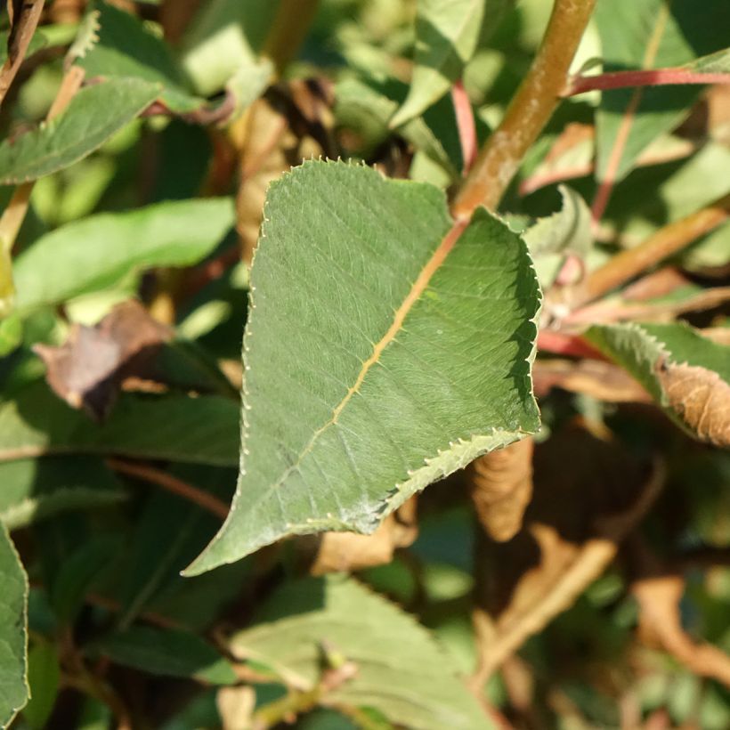 Clethra barbinervis Great Star Minbarb (Foliage)