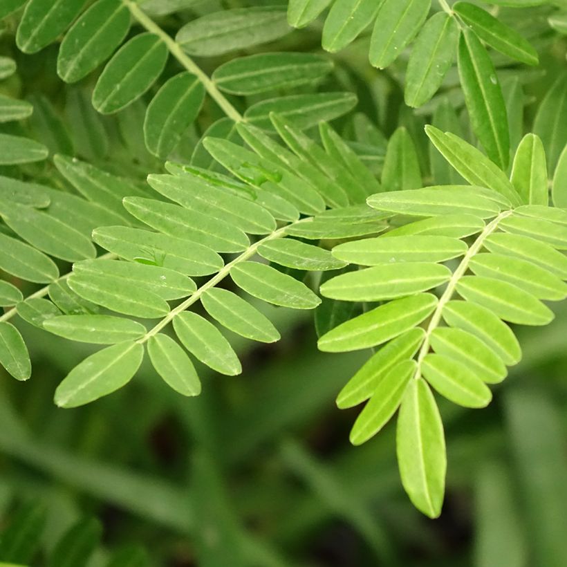 Clianthus puniceus Kaka King - Becco di Pappagallo (Foliage)
