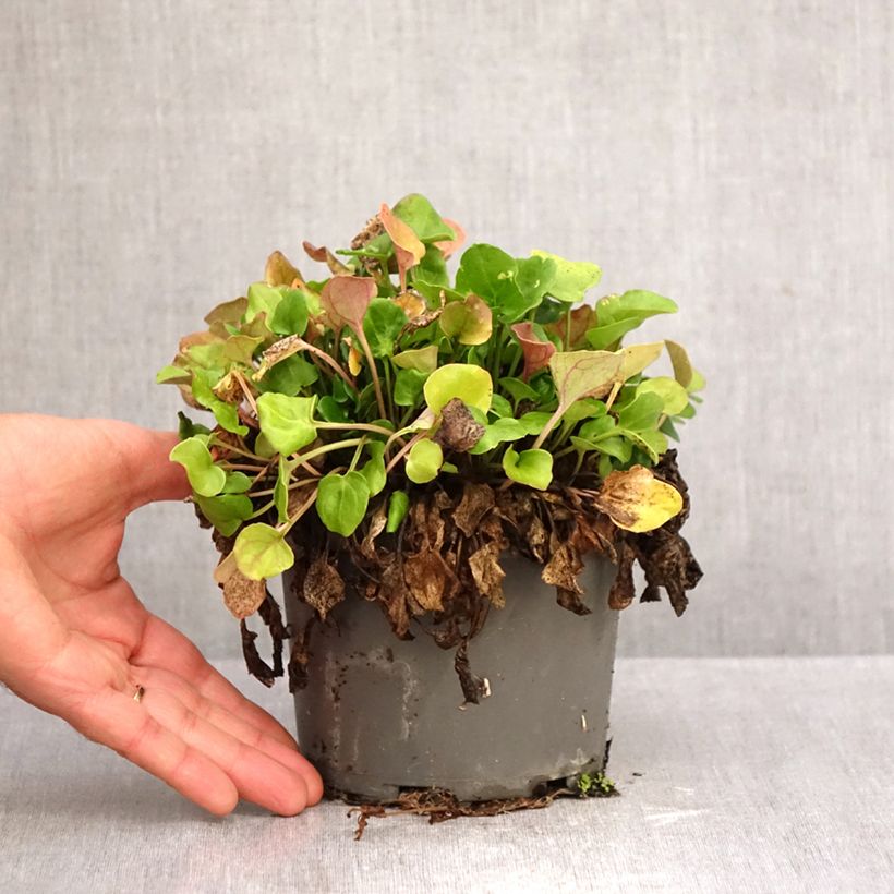 Esemplare di Cochlearia officinalis - Coclearia medicinale Vaso da 1,5L/2L come consegnato in autunno