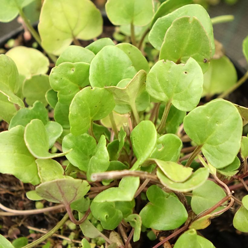 Cochlearia officinalis - Coclearia medicinale (Foliage)