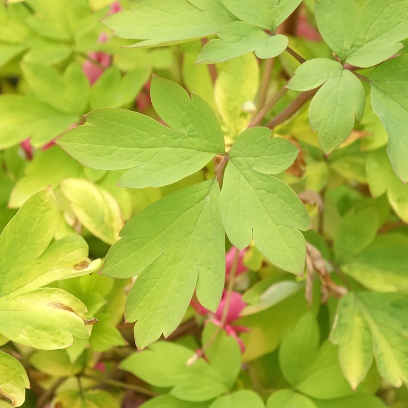 Dicentra spectabilis Yellow Leaf - Cuore di Maria (Fogliame)