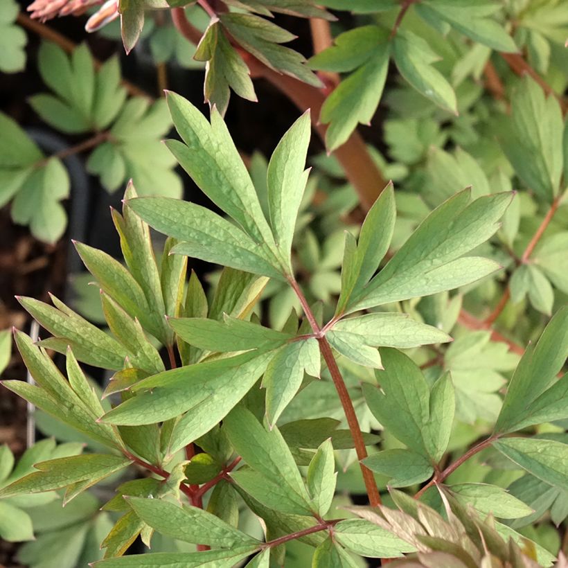 Dicentra spectabilis Valentine - Cuore di Maria (Foliage)
