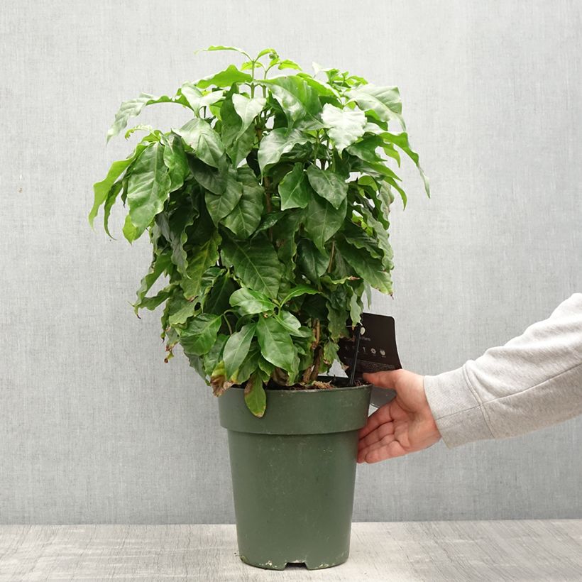 Coffea arabica - Pianta del caffè Vaso da 6L/7L esemplare consegnato in primavera