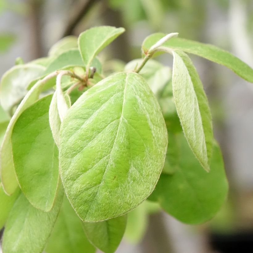 Cotogno Aromatnaya (Foliage)