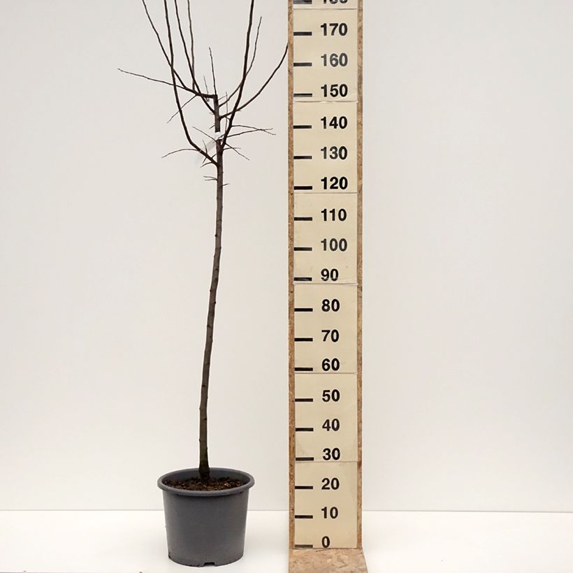 Cognassier Aromatnaya - Cydonia oblonga Pot de 12L/15L esemplare consegnato in inverno