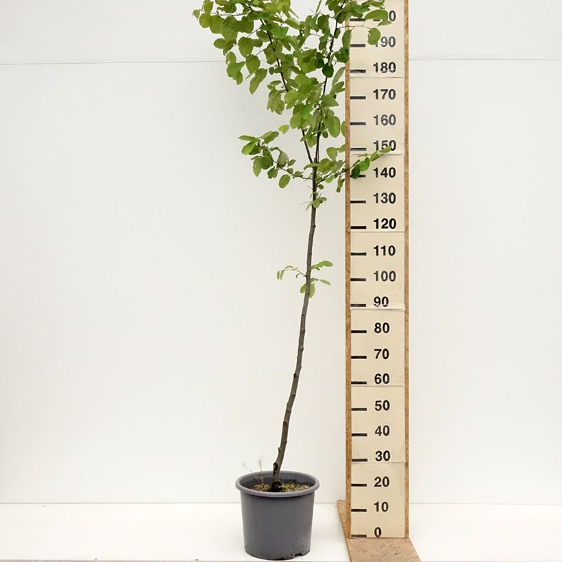 Example of Cotogno Aromatnaya Vaso da 12L/15L as you get in printemps