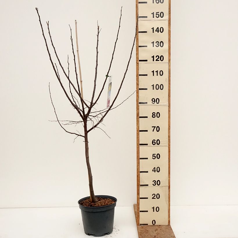 Cotogno Champion Vaso da 7,5L/10L, Vasetto esemplare consegnato in inverno