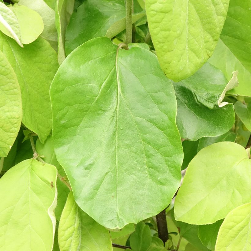 Cotogno Leskovacz (Fogliame)