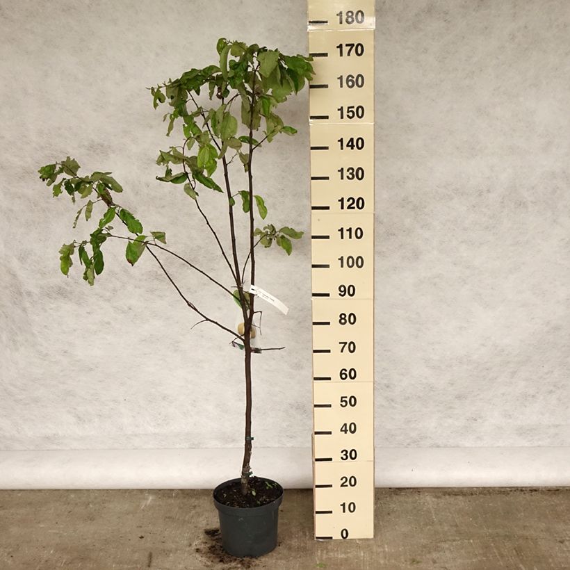 Cotogno Vranja Vaso da 7,5L/10L, Vaso impalcato medio esemplare consegnato in primavera