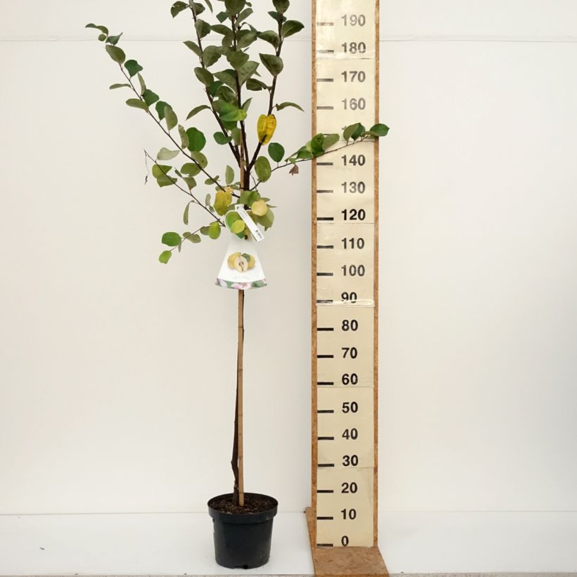 Esemplare di Cotogno Vranja Vaso da 7,5L/10L, Vaso impalcato medio come consegnato in autunno