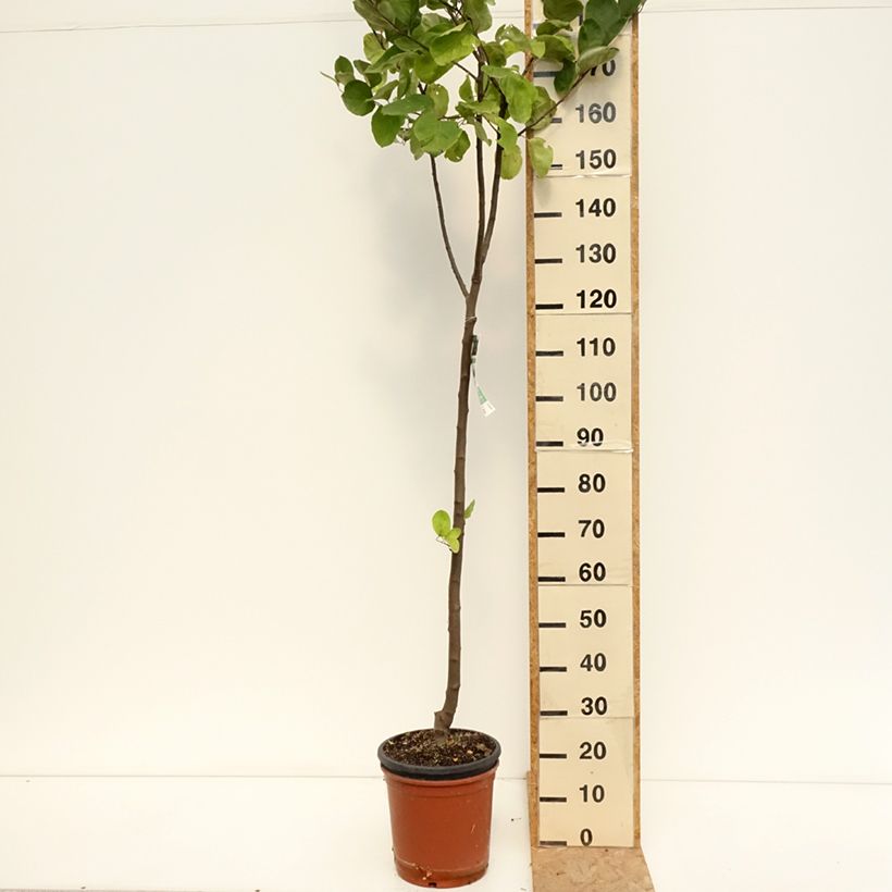 Esemplare di Cotogno Vranja Vaso da 7,5L/10L, Vaso impalcato medio consegnato in estate