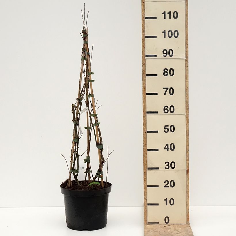 Chaenomeles superba Cameo - Fior di Pesco Vaso da 7,5L/10L esemplare consegnato in inverno