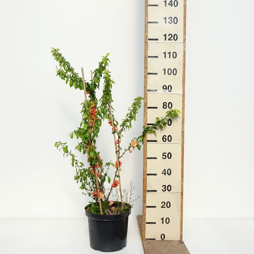 Chaenomeles superba Cameo - Fior di Pesco Vaso da 7,5L/10L esemplare consegnato in primavera