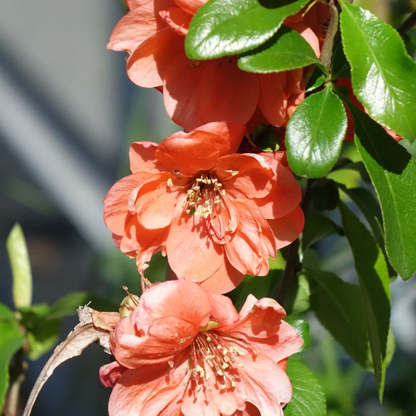 Chaenomeles superba Cameo - Fior di Pesco (Fioritura)