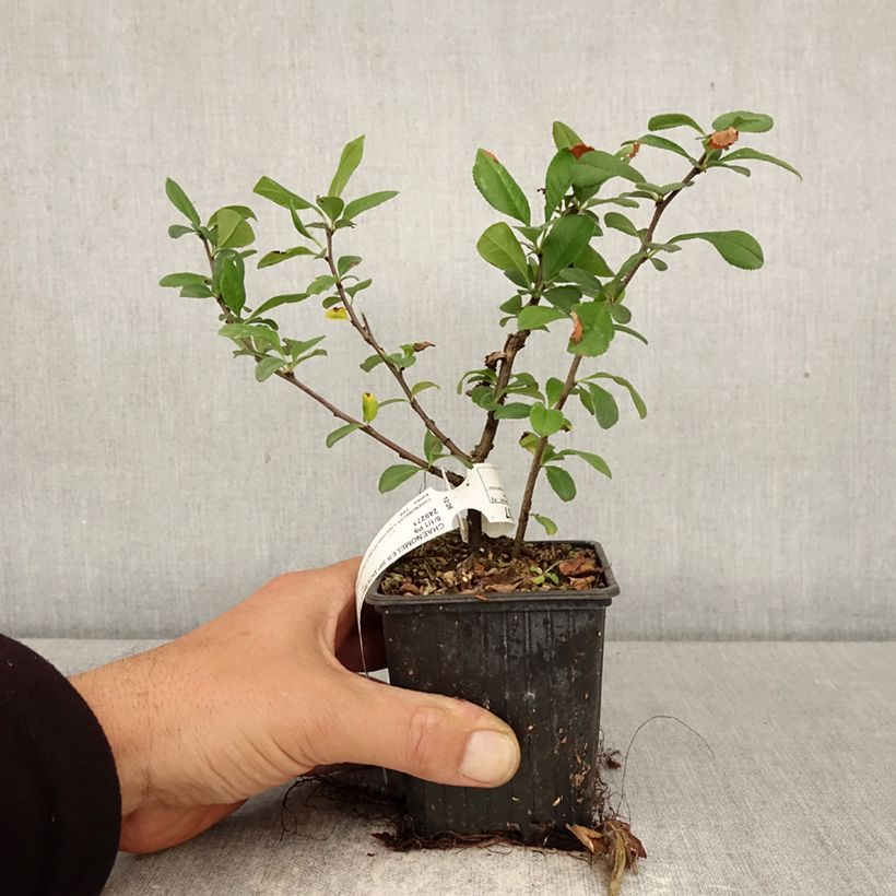 Chaenomeles speciosa Double Delice Love - Fior di Pesco Vasetto da 8/9 cm esemplare consegnato in primavera