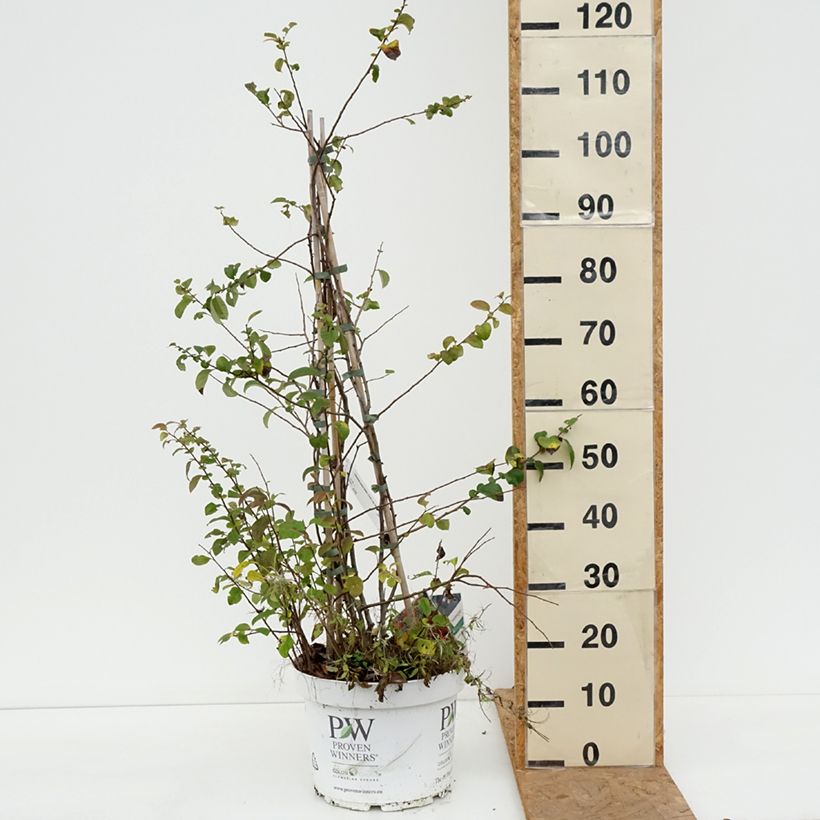 Esemplare di Chaenomeles speciosa Mango Storm - Fior di Pesco Vaso da 7,5L/10L come consegnato in autunno