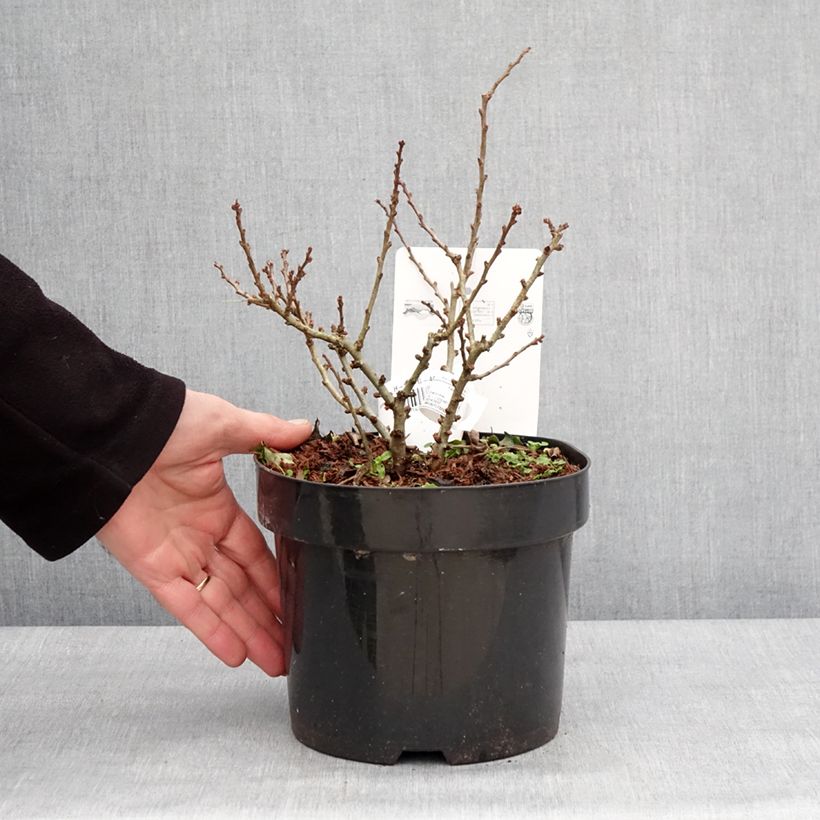 Cognassier du Japon - Chaenomeles speciosa Red Kimono Pot de 4L/5L esemplare consegnato in inverno