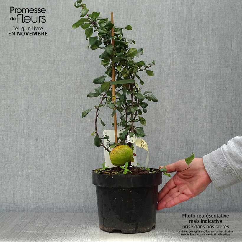 Esemplare di Chaenomeles superba Elly Mossel - Fior di Pesco Vaso da 2L/3L come consegnato in autunno