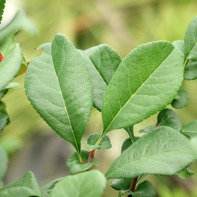 Chaenomeles superba Hollandia - Fior di Pesco (Fogliame)