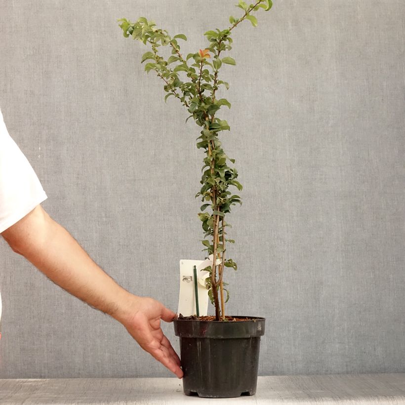 Example of Chaenomeles superba Salmon Horizon - Fior di Pesco Vaso da 2L/3L as you get in ete