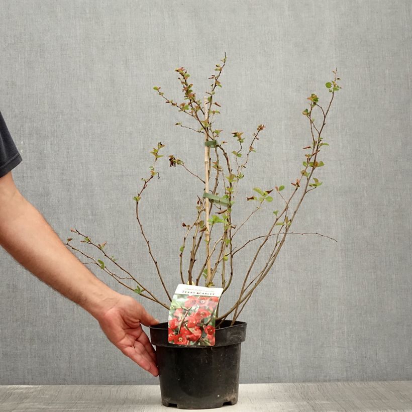 Esemplare di Chaenomeles superba Texas Scarlet - Fior di Pesco Vaso da 2L/3L consegnato in estate