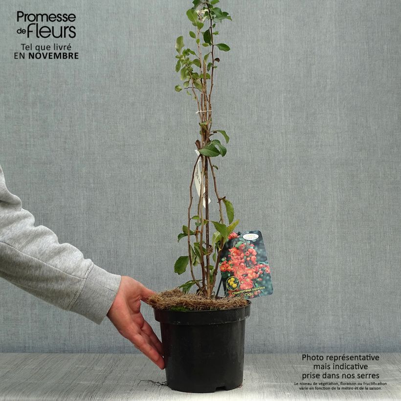 Esemplare di Chaenomeles japonica Cido - Cotogno giapponese Vaso da 2L/3L come consegnato in autunno