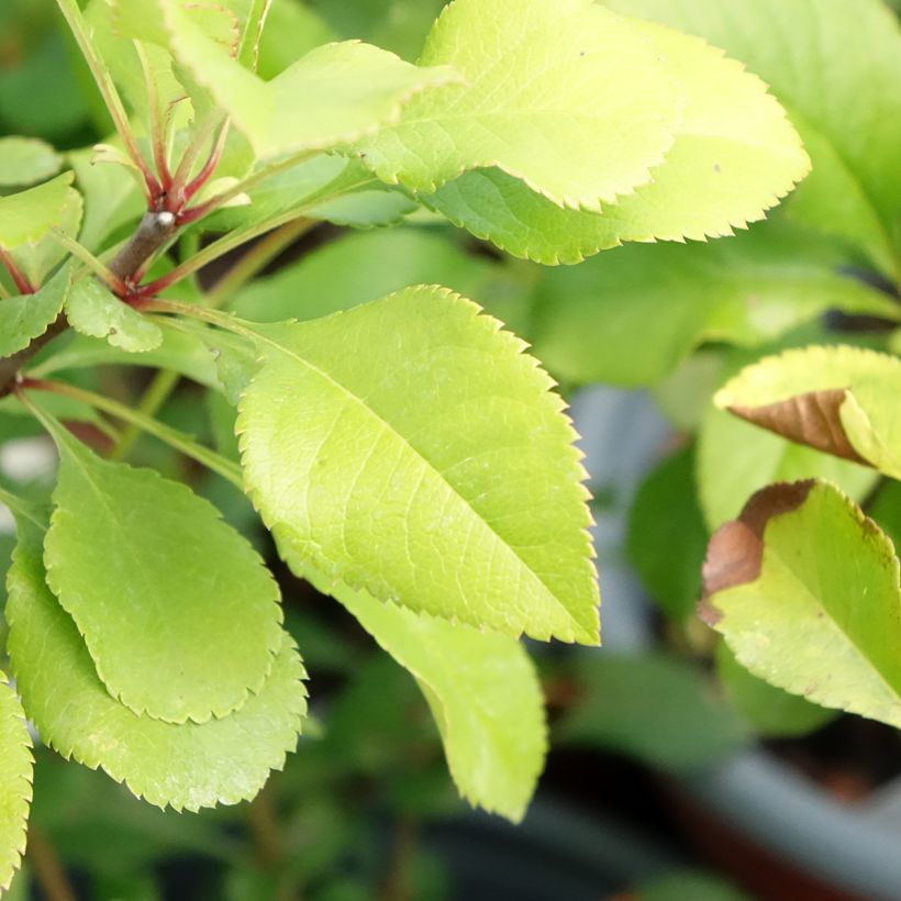 Chaenomeles japonica Cido - Cotogno giapponese (Foliage)