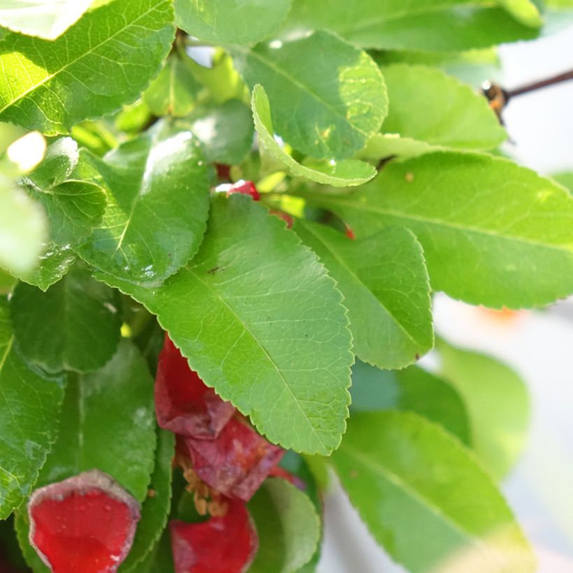 Chaenomeles japonica Cido Red - Cotogno giapponese (Fogliame)