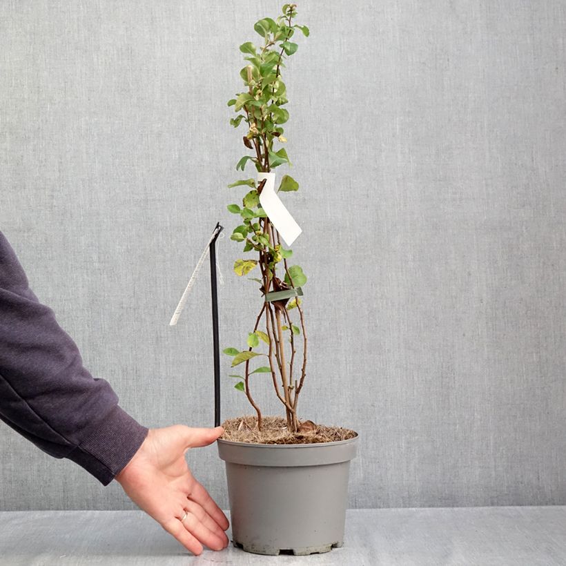Esemplare di Chaenomeles japonica Cido Red - Cotogno giapponese Vaso da 2L/3L, Multifusto come consegnato in autunno