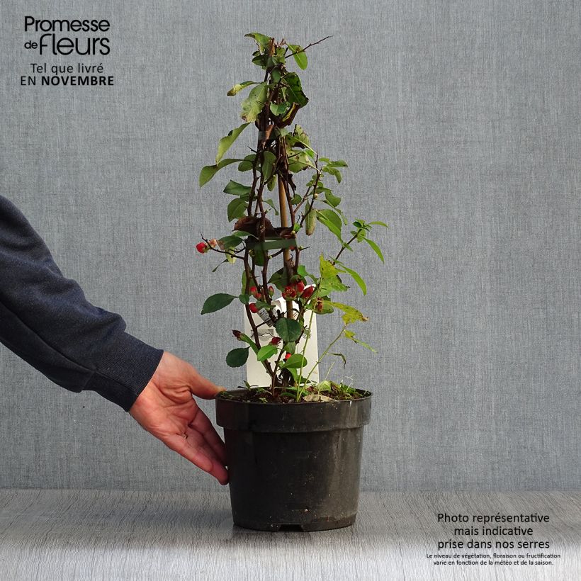 Esemplare di Chaenomeles superba Clementine - Fior di Pesco Vaso da 3L/4L come consegnato in autunno