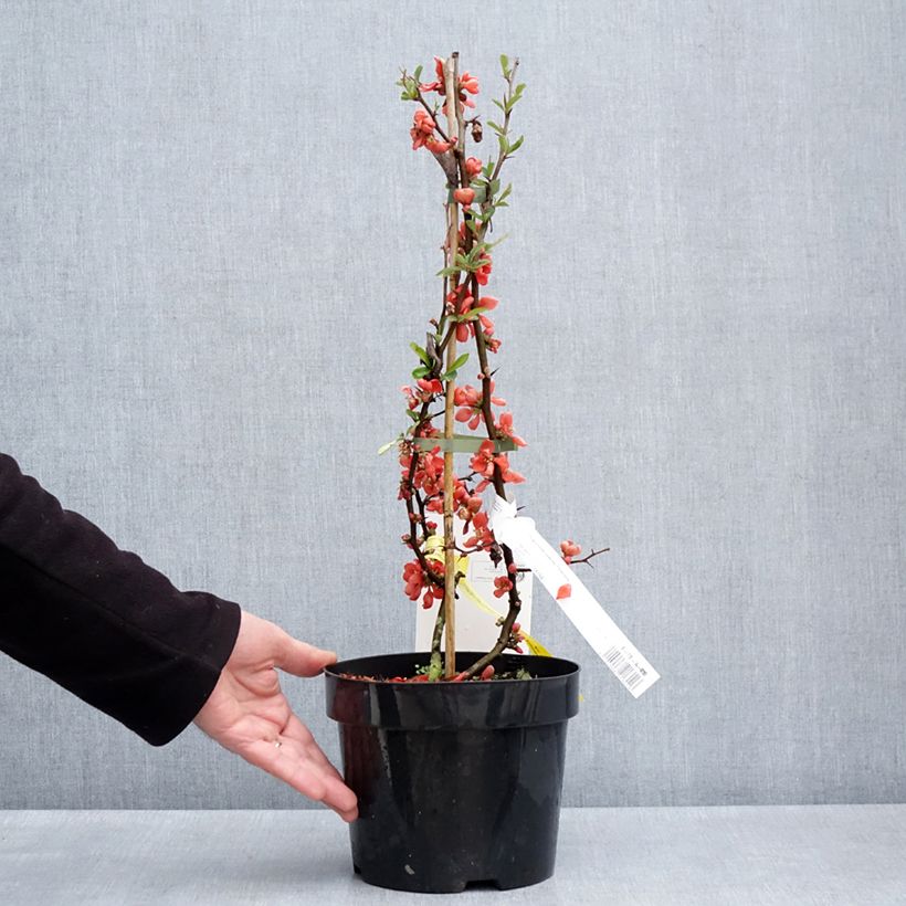 Example of Chaenomeles superba Clementine - Fior di Pesco Vaso da 3L/4L as you get in printemps