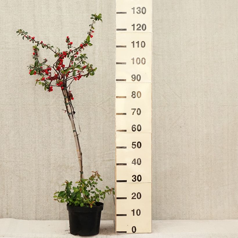 Example of Chaenomeles superba Colour Trail - Fior di Pesco Vaso da 3L/4L as you get in printemps