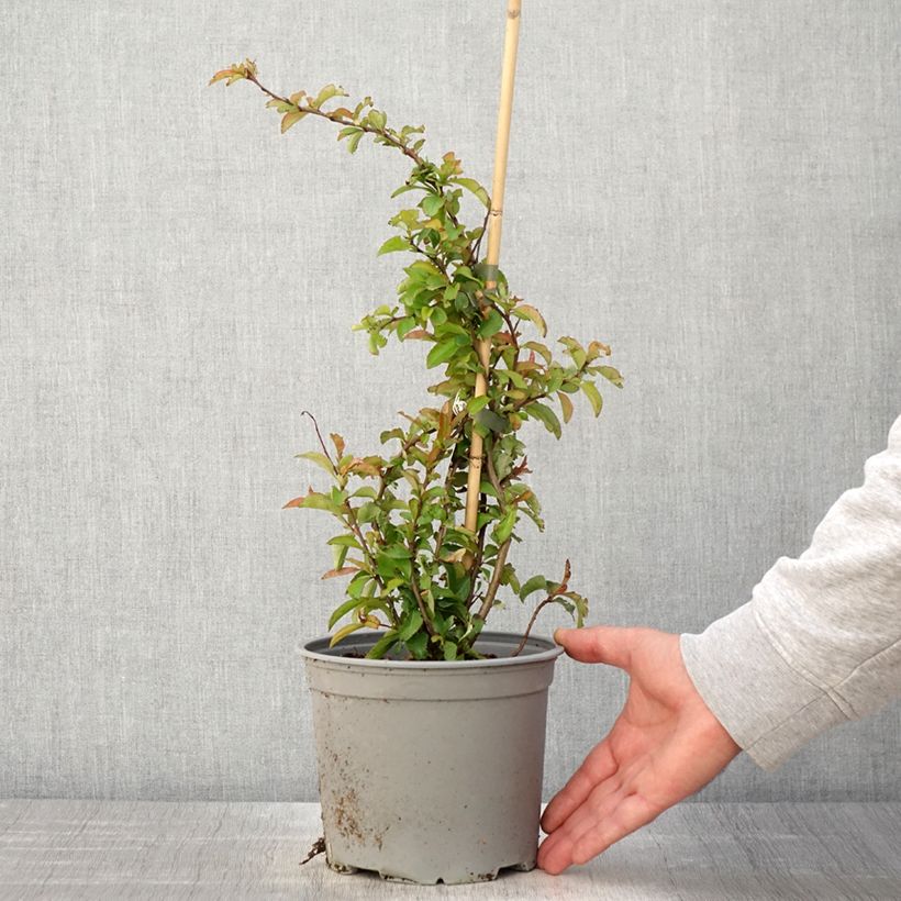 Example of Chaenomeles superba Crimson and Gold - Fior di Pesco Vaso da 4L/5L as you get in printemps