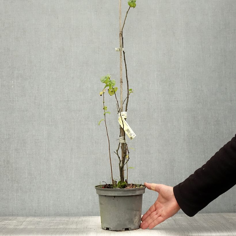 Esemplare di Chaenomeles speciosa Falconnet Charlet - Fior di Pesco Vaso da 2L/3L come consegnato in autunno