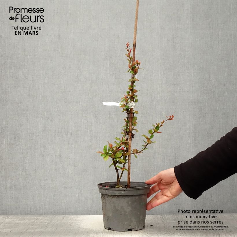 Example of Chaenomeles speciosa Falconnet Charlet - Fior di Pesco Vaso da 2L/3L as you get in printemps