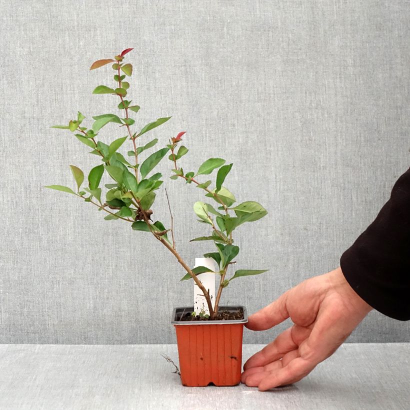 Esemplare di Chaenomeles speciosa Fire dance - Fior di Pesco Vasetto da 8/9 cm come consegnato in autunno