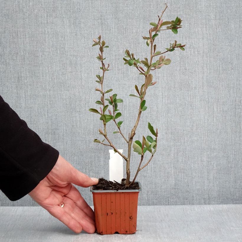 Chaenomeles speciosa Fire dance - Fior di Pesco Vasetto da 8/9 cm esemplare consegnato in primavera