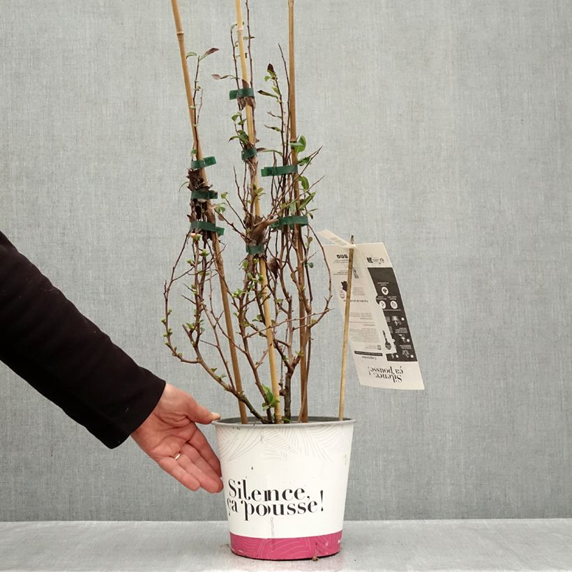 Esemplare di Chaenomeles speciosa Friesdorfer - Fior di Pesco Vaso da 3L/4L come consegnato in autunno