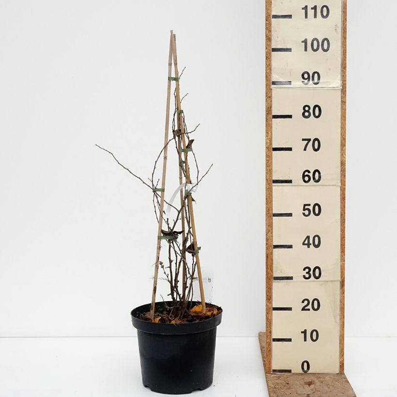 Example of Chaenomeles superba Pink Lady - Fior di Pesco Vaso da 7,5L/10L as you get in hiver