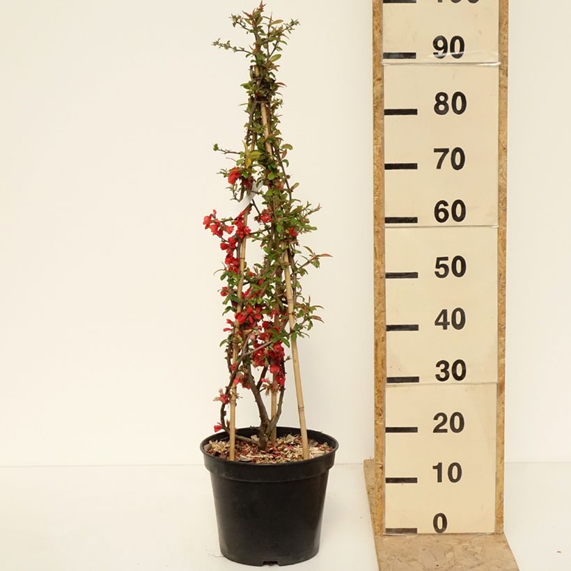 Example of Chaenomeles speciosa Rubra - Fior di Pesco Vaso da 7,5L/10L as you get in printemps