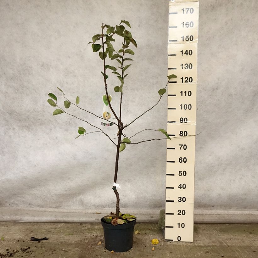 Esemplare di Cotogno Gigante di Vranja Vaso da 7,5L/10L, Vasetto come consegnato in autunno