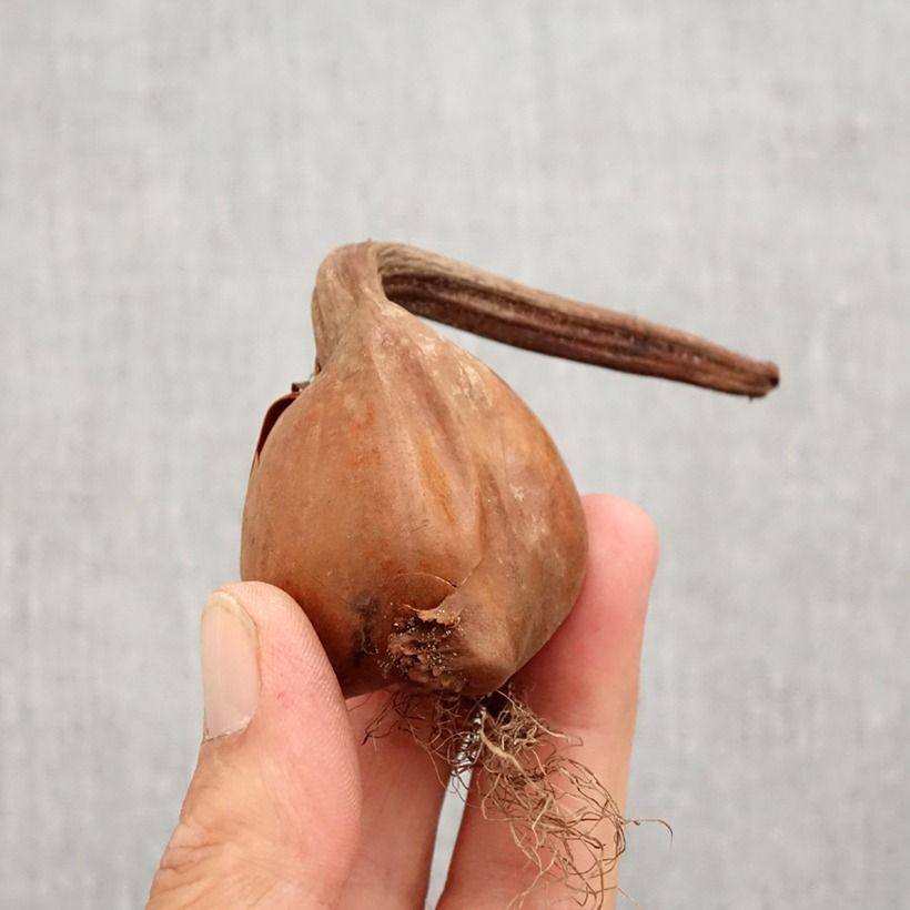 Esemplare di Colchicum autumnale Pleniflorum - Colchico d'autunno Bulbo taglia 13+ come consegnato in autunno