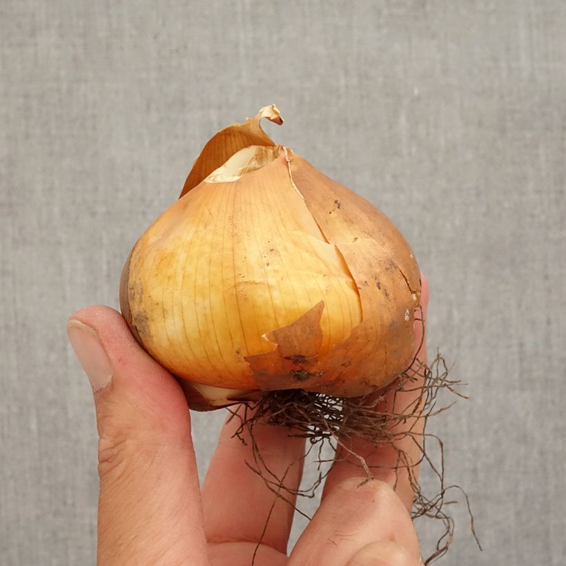 Esemplare di Colchicum cilicicum - Colchico della Cilicia Bulbo taglia 18/20 come consegnato in autunno