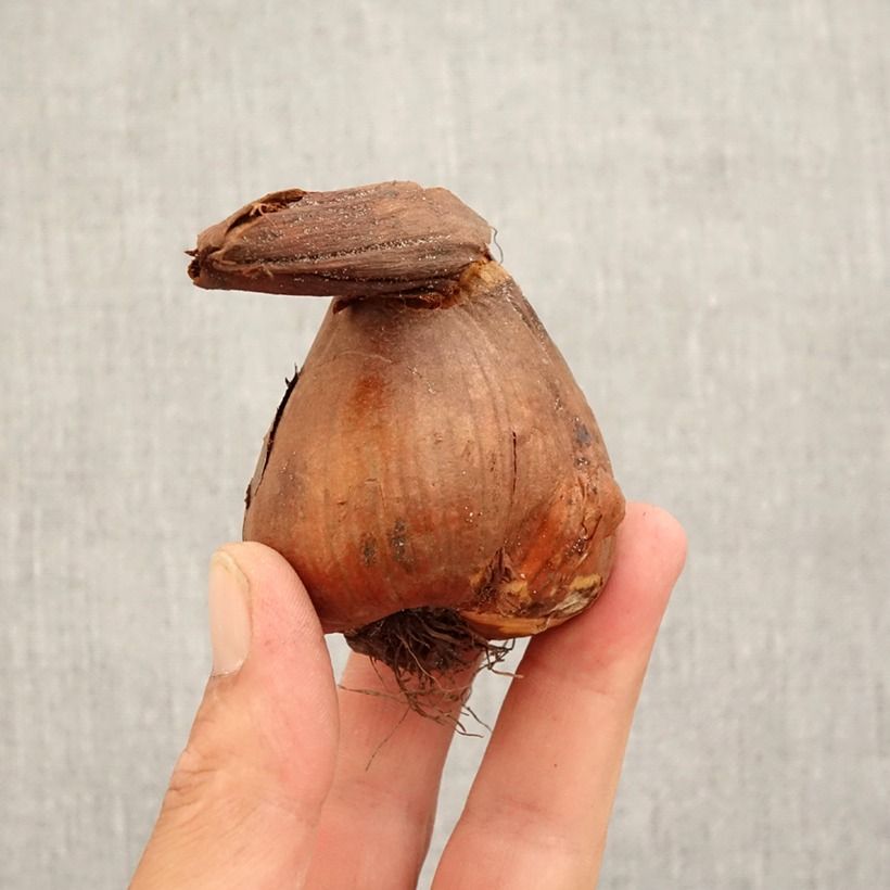 Esemplare di Colchicum speciosum Giganteum - Colchico Bulbo taglia 18/20 come consegnato in autunno