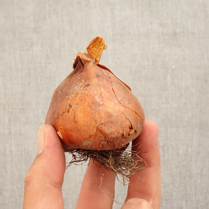 Esemplare di Colchicum Autumn Queen - Colchico Bulbo taglia 18+ come consegnato in autunno