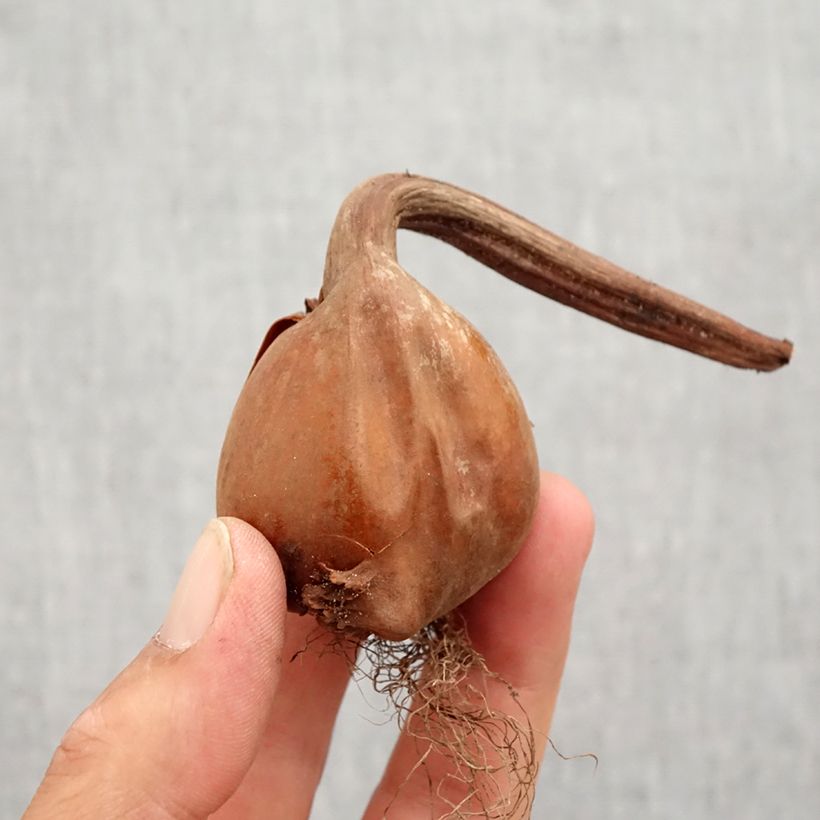 Esemplare di Colchicum autumnale Alboplenum - Colchico d'autunno Bulbo taglia 13+ come consegnato in autunno