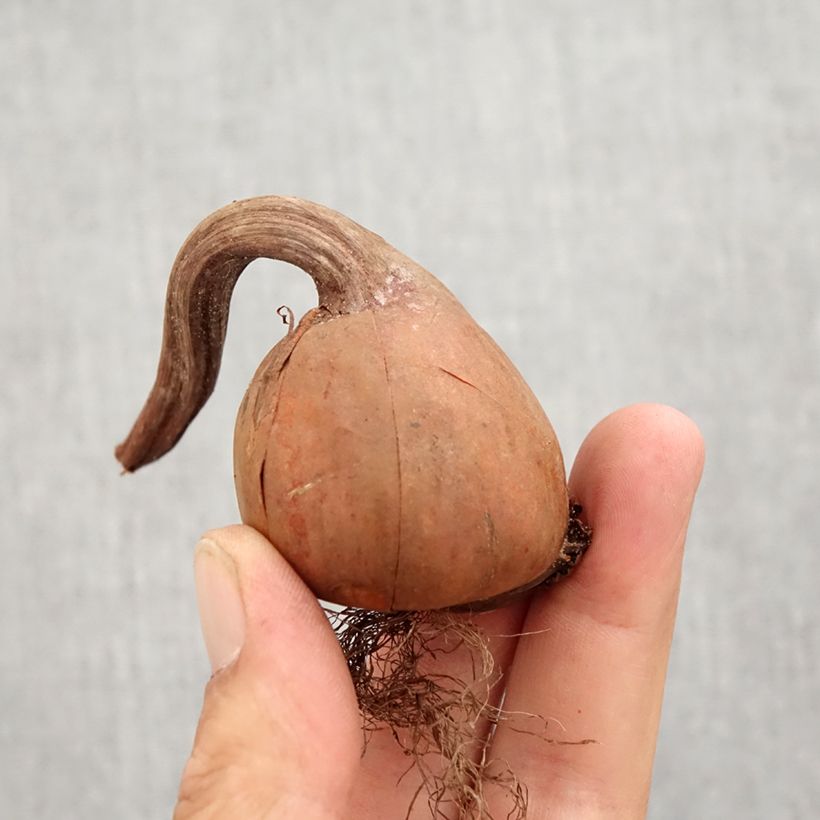 Esemplare di Colchicum autumnale Album - Colchico d'autunno Bulbo taglia 13+ come consegnato in autunno