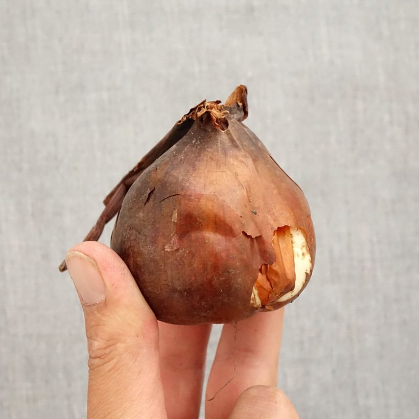 Esemplare di Colchicum autumnale Major - Colchico d'autunno Bulbo taglia 20+ come consegnato in autunno