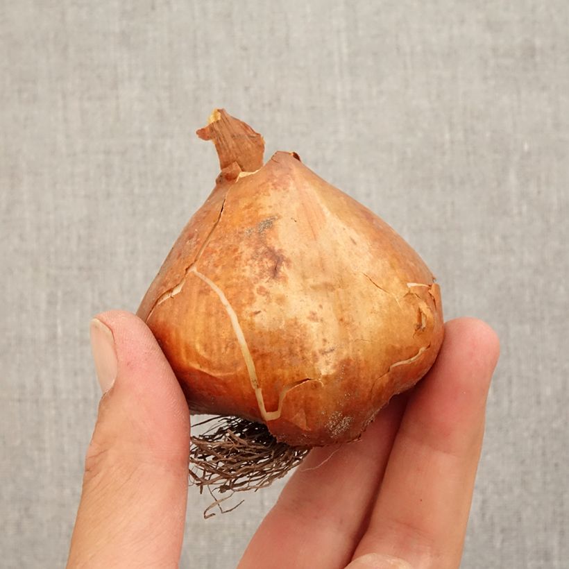 Esemplare di Colchicum Lilac wonder - Colchico Bulbo taglia 20+ come consegnato in autunno